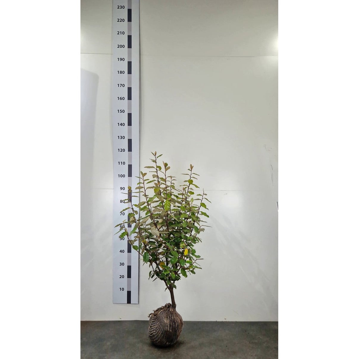 Silverbuske – Elaeagnus ebbingei 'Compacta' - 100-120 CM RB